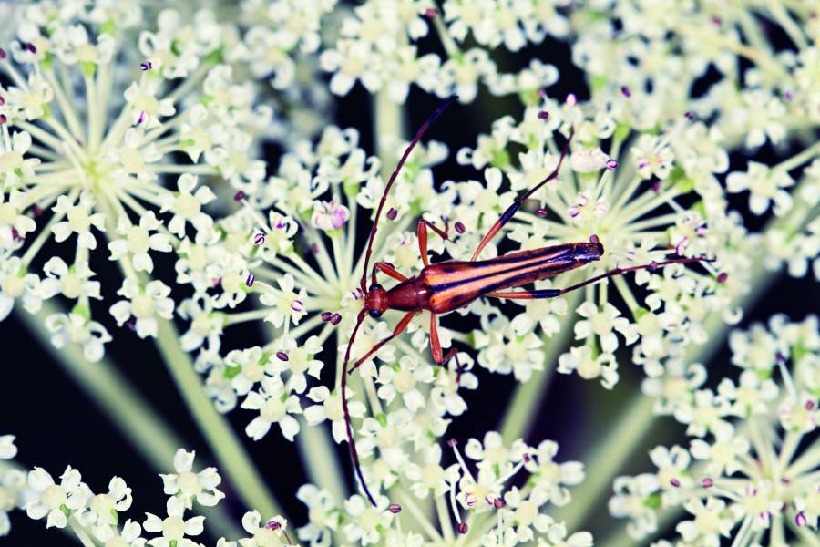 A Grass Mountain Flower Longhorn Beetle resting on Angelica pubescens Maxim. / Photo by Li Hsueh